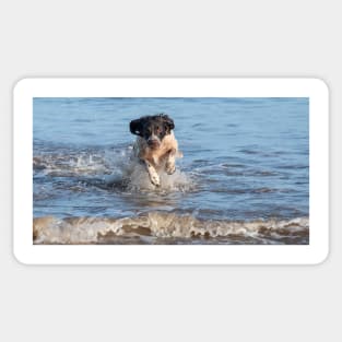 English springer spaniel Sticker